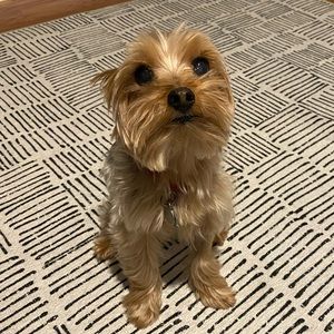 Meet your Posher, Andrew